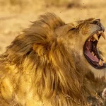 Unique Things to Do in Tanzania