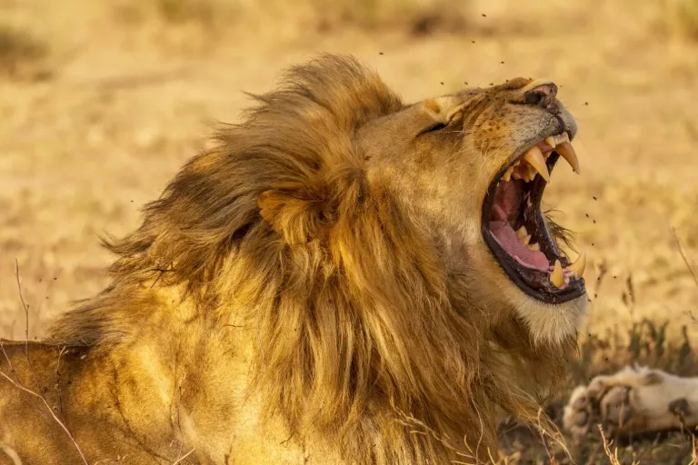 Unique Things to Do in Tanzania