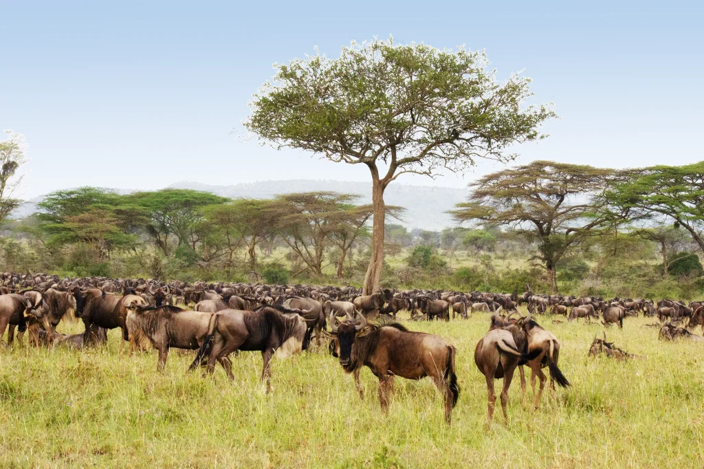 Great Serengeti Migration