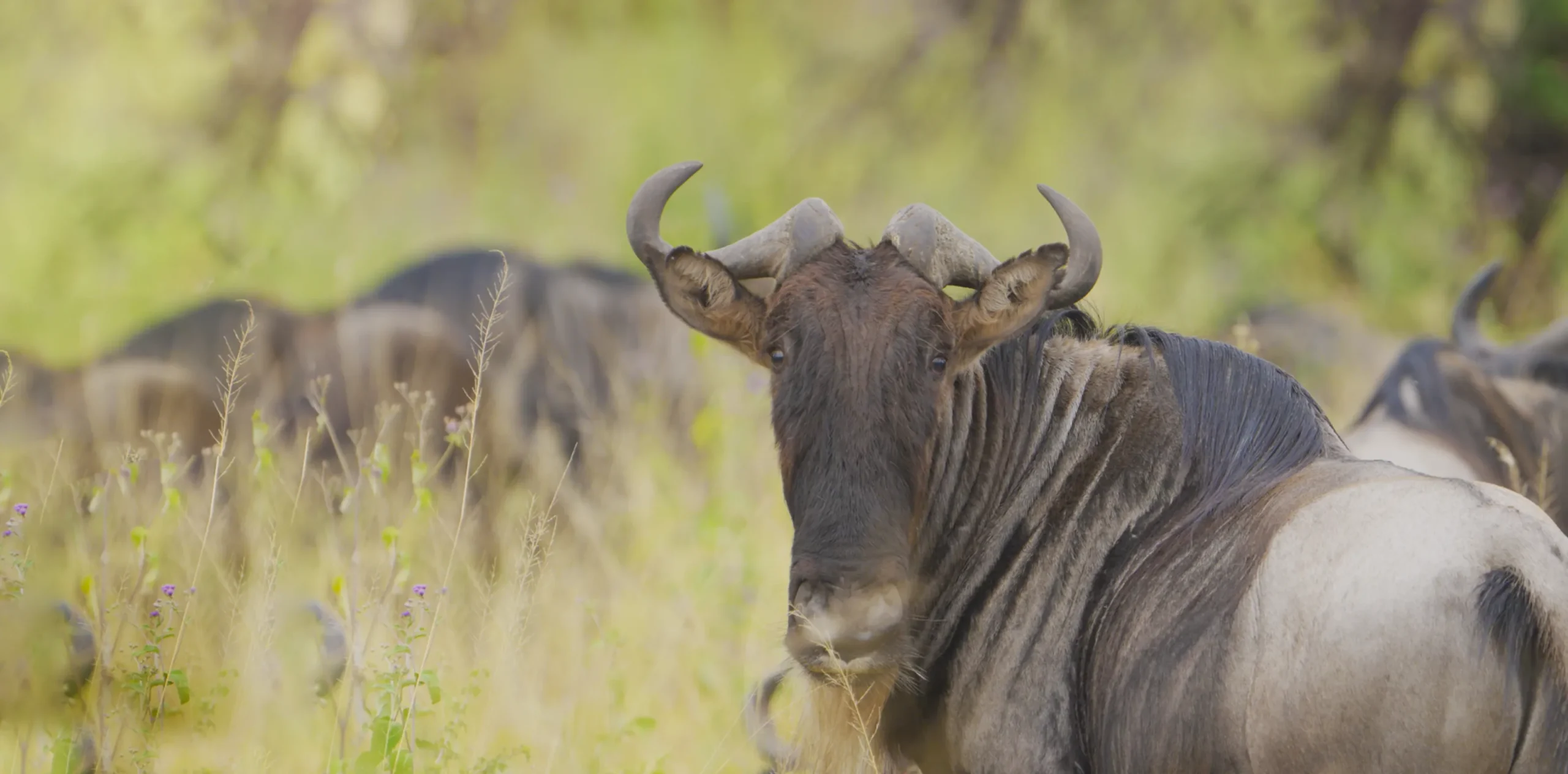 The Circle of Life: Witnessing Nature’s Drama in Serengeti National Park!