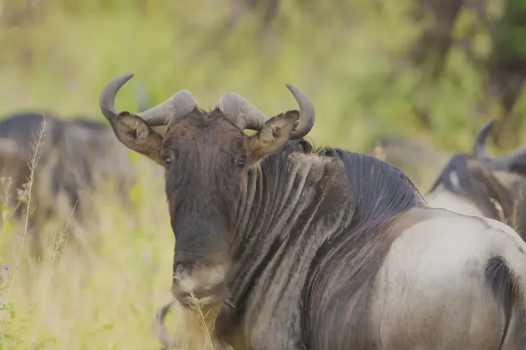 Serengeti Wildebwwst Migrations