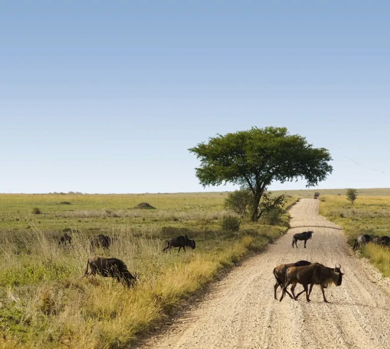 Serengeti Safari Tours