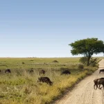 Serengeti Safari Tour