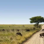 Serengeti Safari Tours