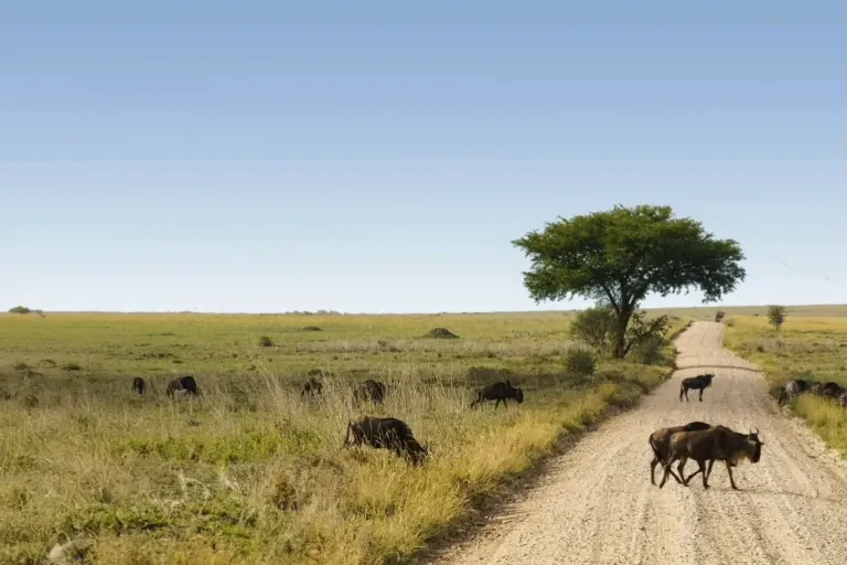 Best Serengeti Safari Tours – Our Top Picks for Tanzania