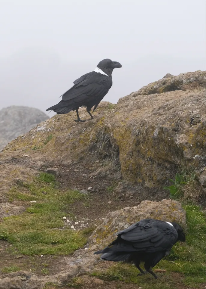 Kilimanjaro Wildlife