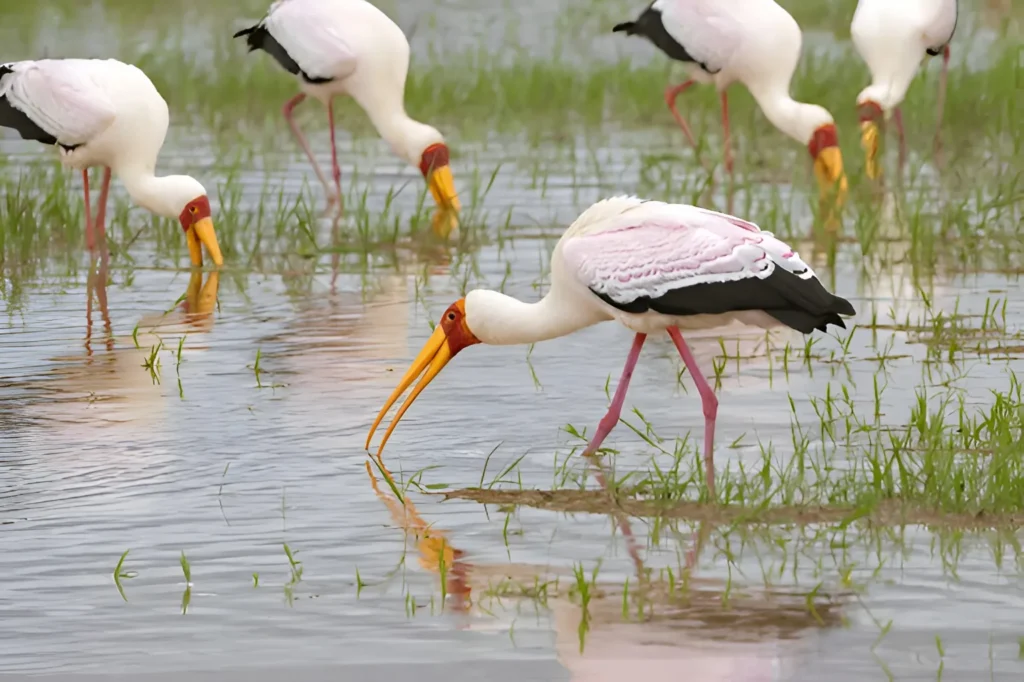 Best Things To Do In Tanzania