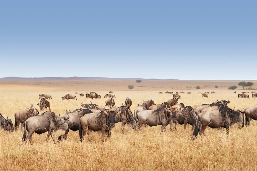 Tanzania Safari Tours Tanzania Safari Tours