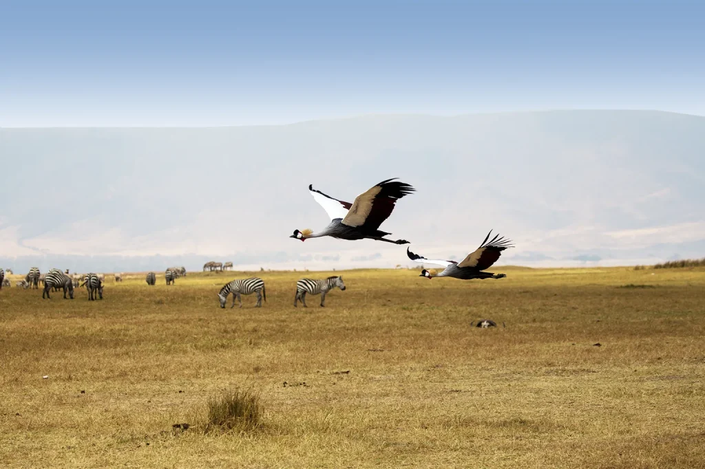 Serengeti Birdlife