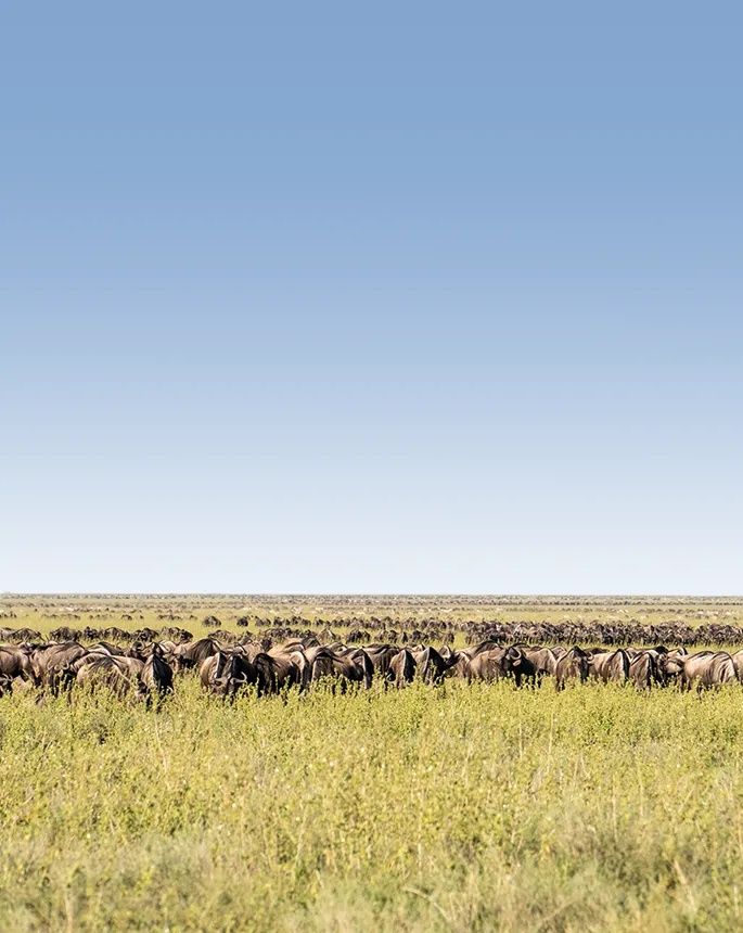Serengeti Wildebeest Migration