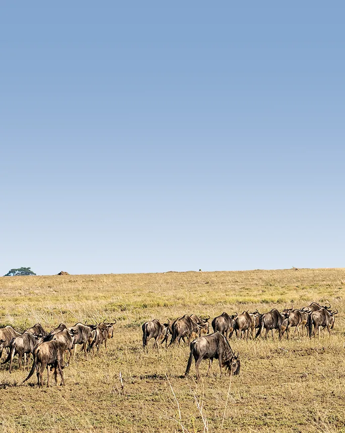Serengeti Wildebeest Migration