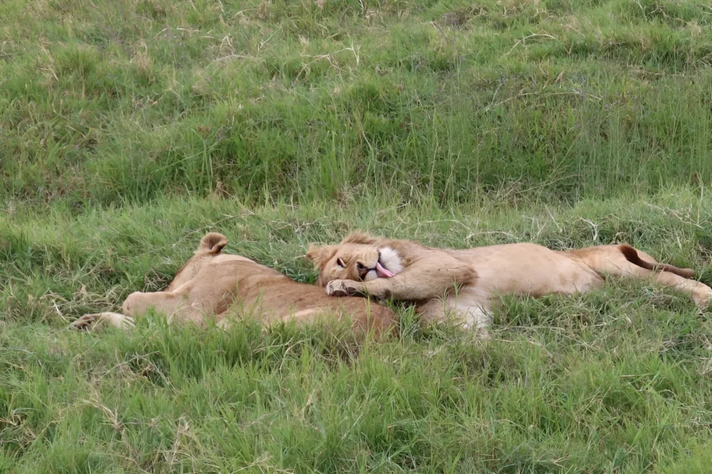 Things To Do In Tanzania