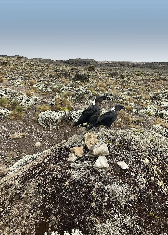 Kilimanjaro Wildlife
