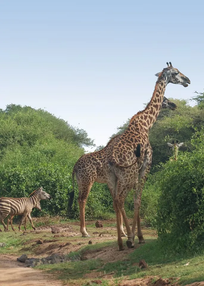 Lake Manyara Activities