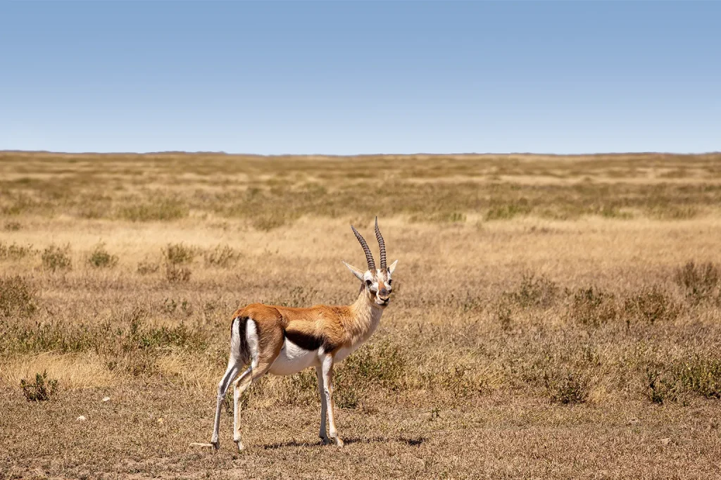 Tanzania Safari Price Best Time To Visit Tanzania