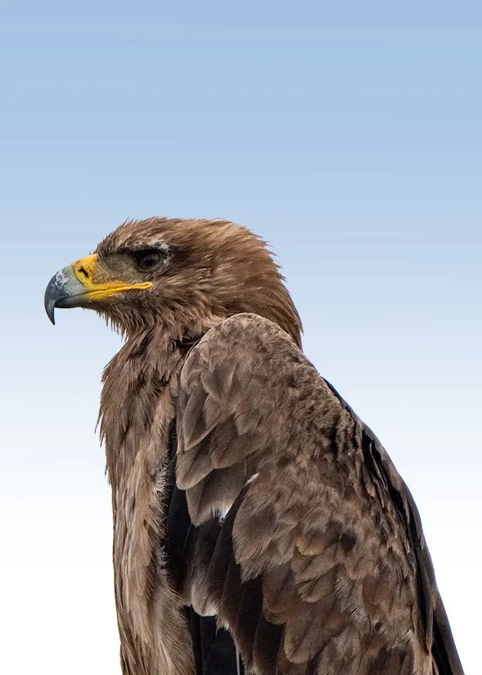 Tanzania Birding Safari