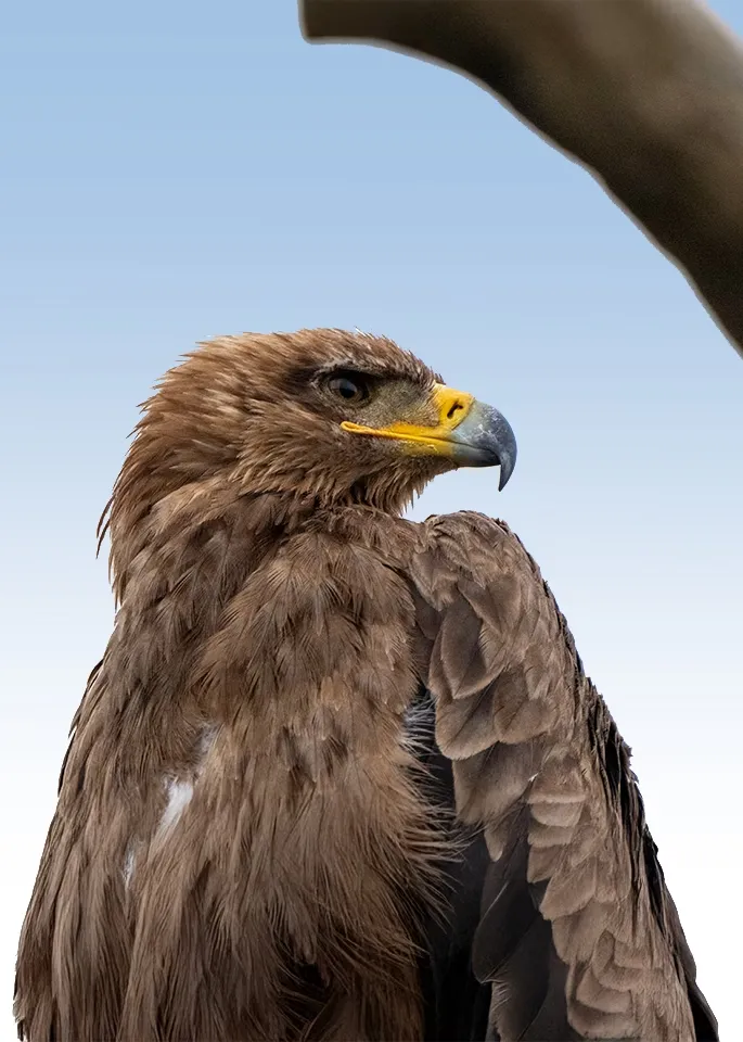 Tanzania Birding Safari