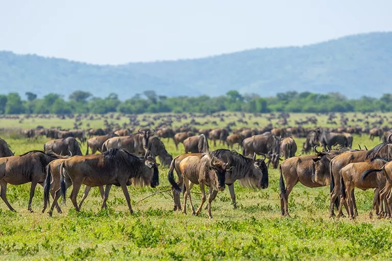 Great Serengeti Migration Serengeti Migration Safari
