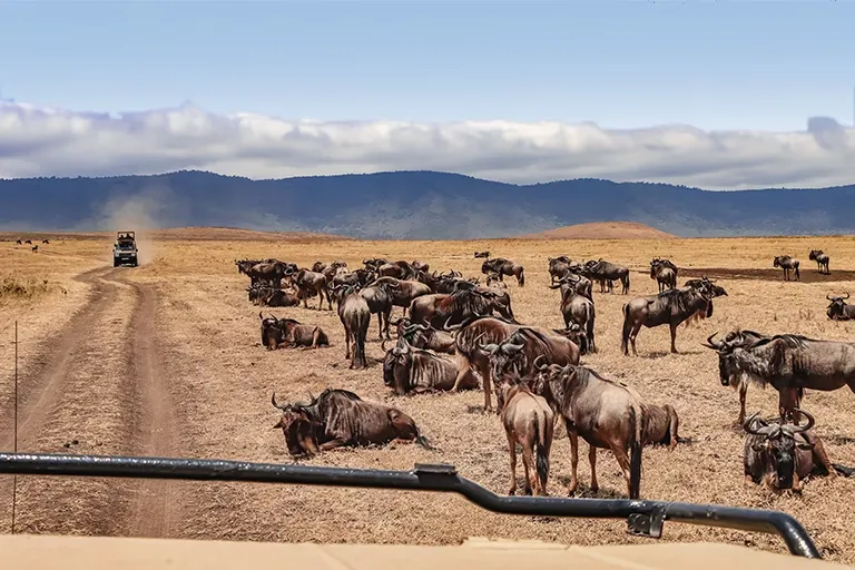 Serengeti Safari Tanzania Safari Experience