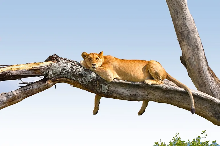 Lake Manyara Safaris