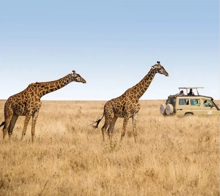 Tanzania Safaris