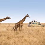 Tanzania Safaris