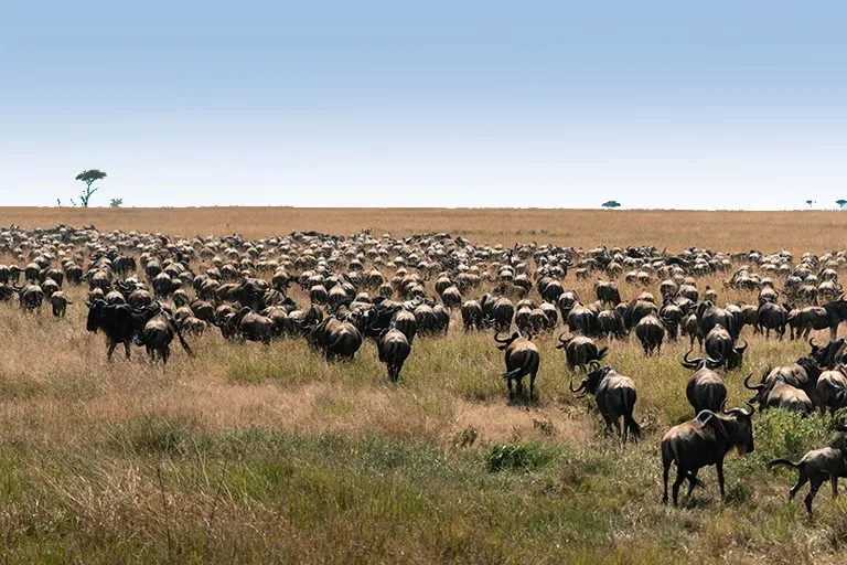 Serengeti Travel Updates Great Migration On A Serengeti Safari