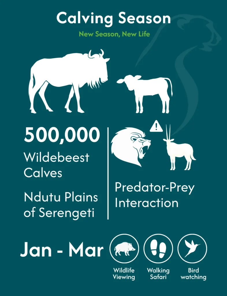 Serengeti Calving Season