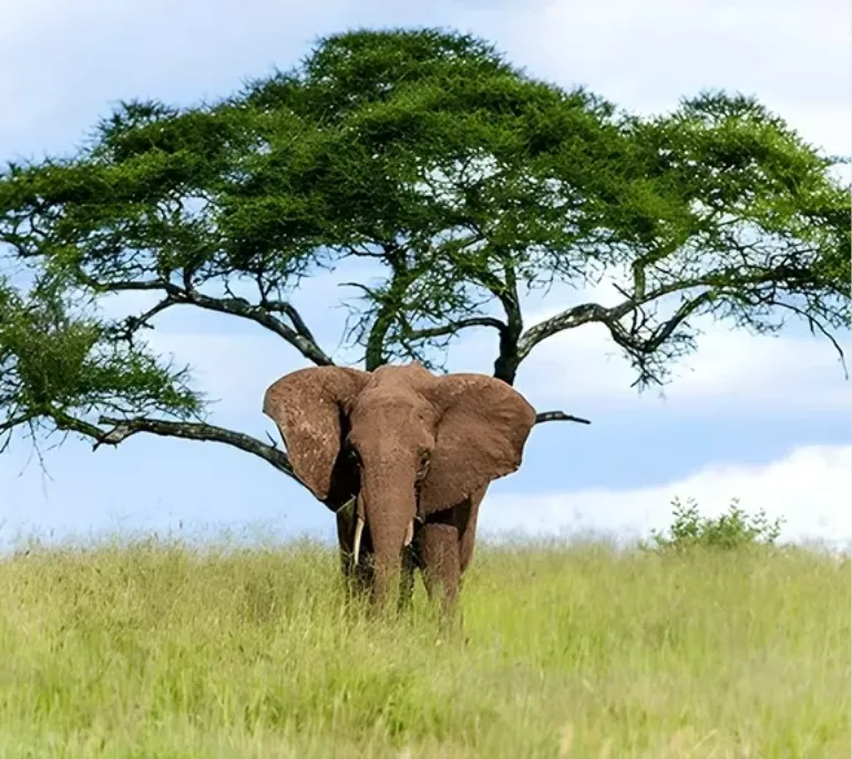 Tarangire Safari Packages