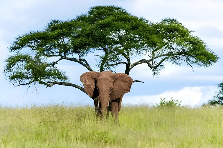 Tarangire Safari Packages