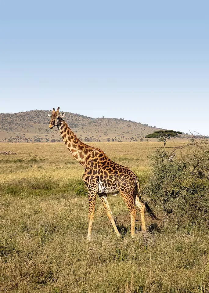 Tanzania Safari Tours