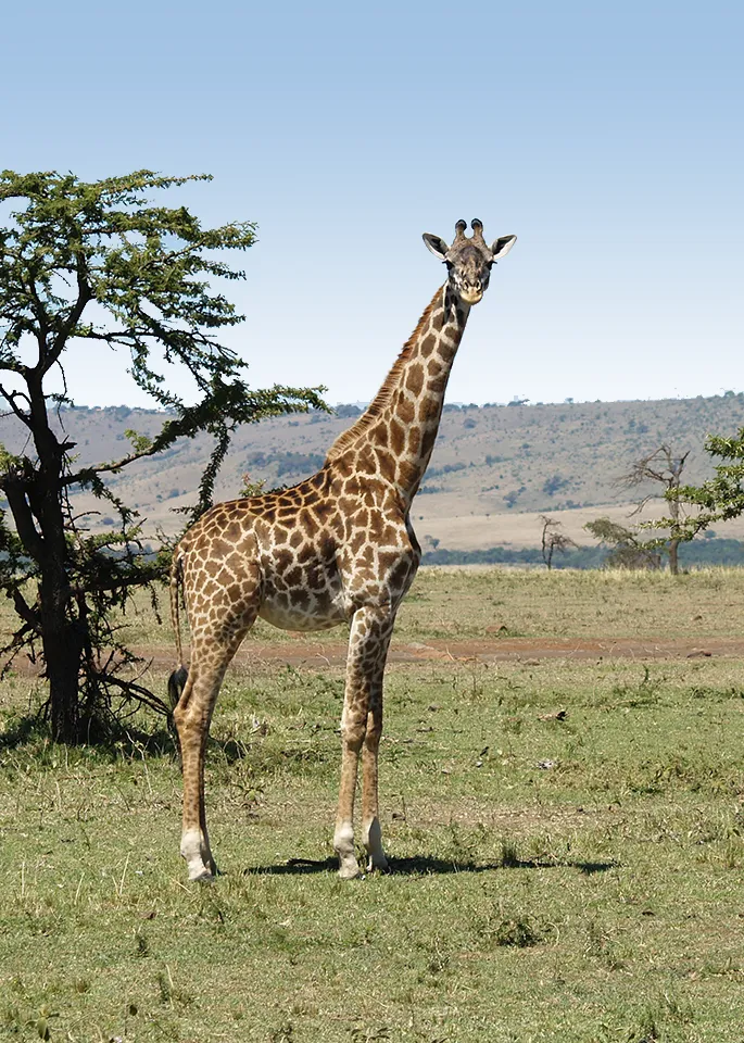 Tanzania Safari Tours