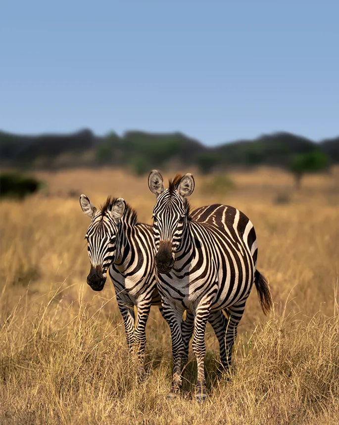 Safari Costs In Tanzania