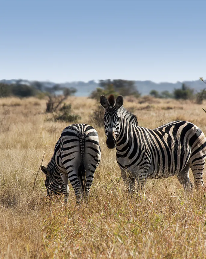 Safari Costs In Tanzania