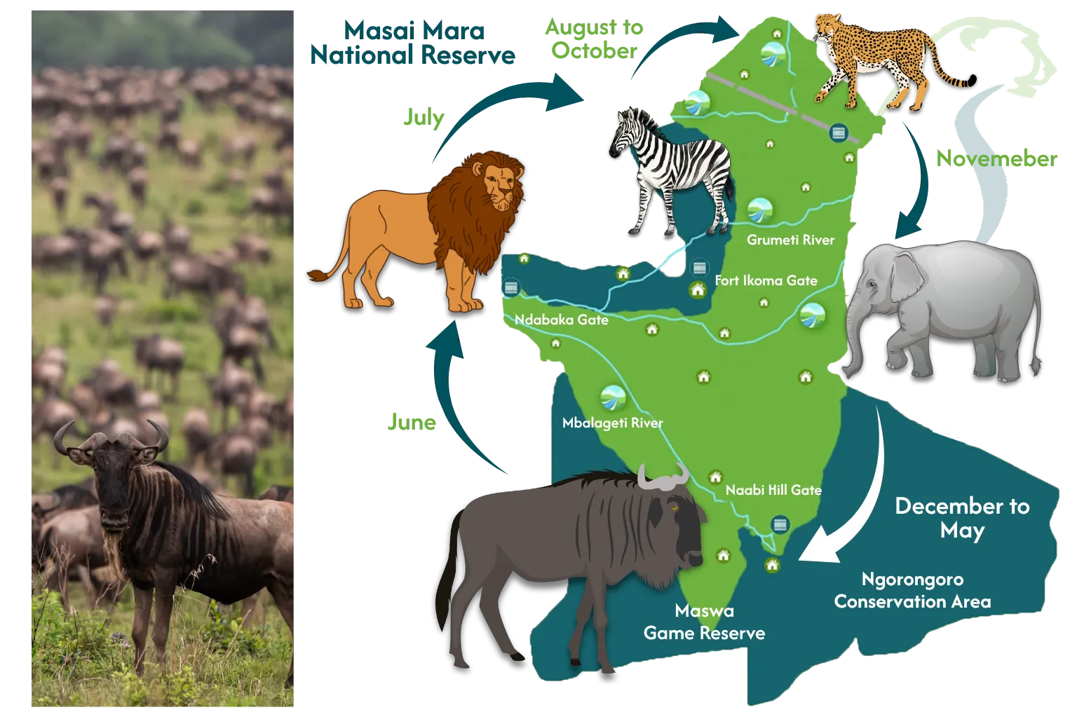 Serengeti Wildlife Serengeti Wildlife