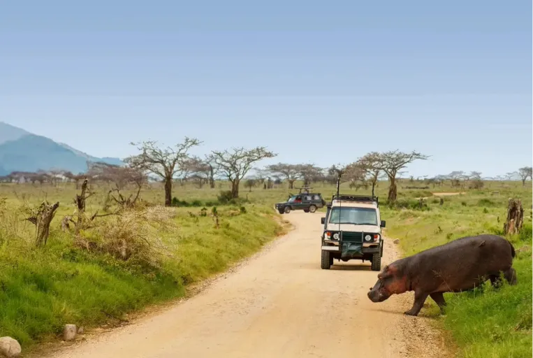 Tanzania Safari Cost – 2025 Year-End Budget For Savvy Travellers