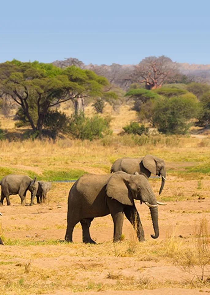 Tanzania Safari Destinations