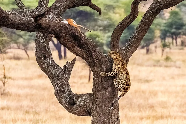 Tanzania Safari Packages