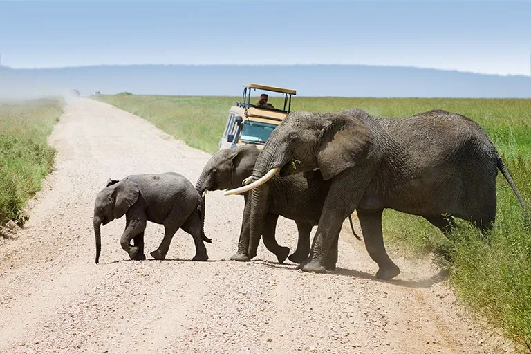 Tanzania Safari Packages