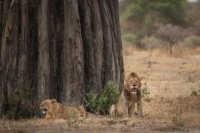 Tanzania Safari Packages