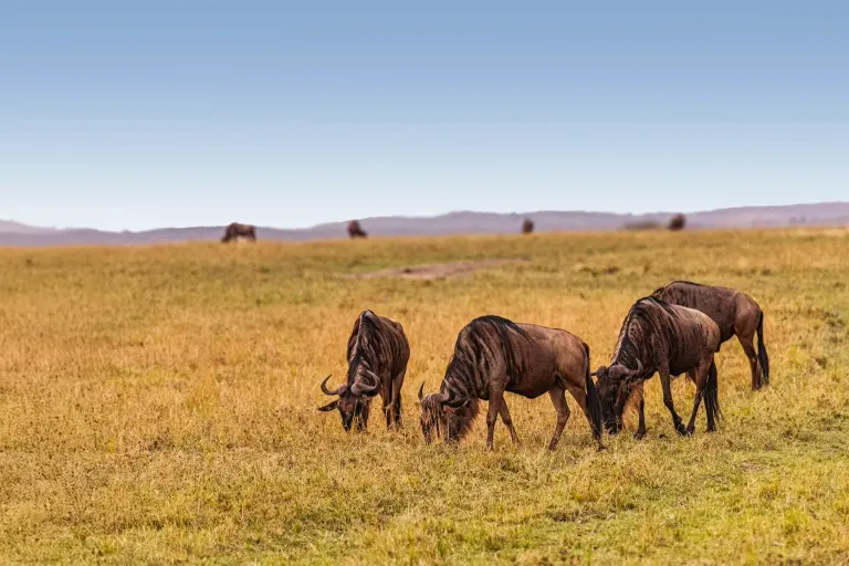 Tanzania Serengeti Safari Cost Breakdown – Luxury vs Midrange