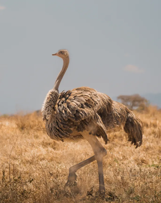 Tanzania Safari Tours