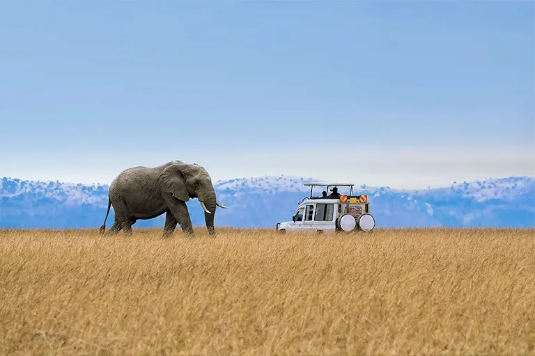 Tarangire Safari Experience