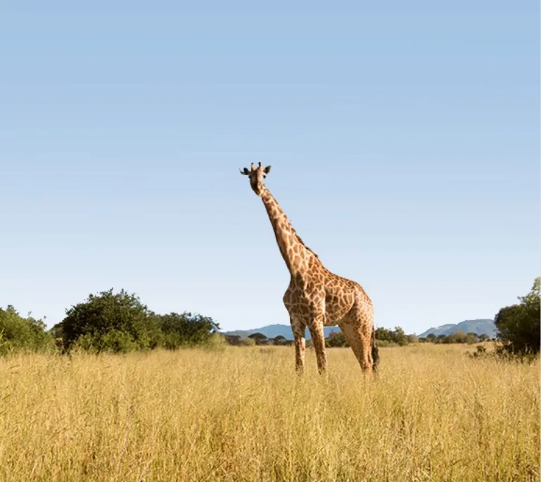 Things To Do In Tanzania