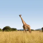 Things To Do In Tanzania