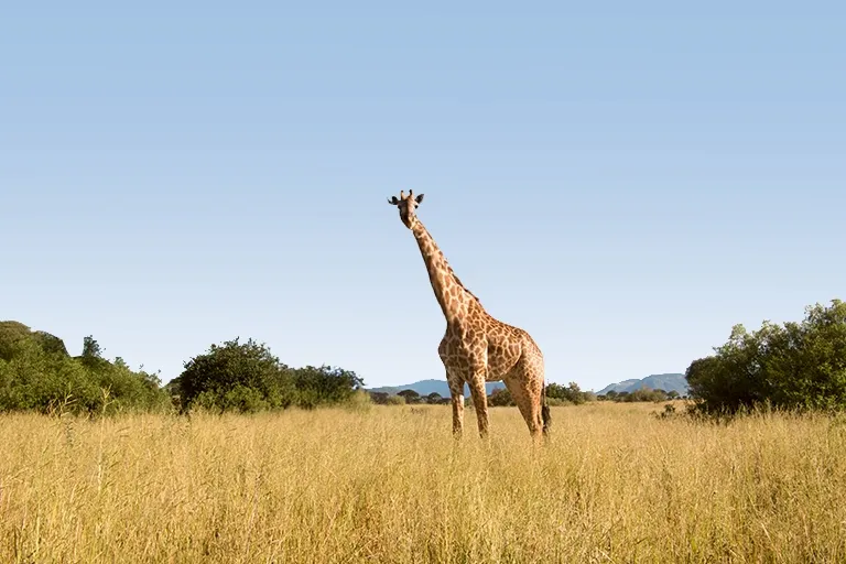 Things To Do In Tanzania