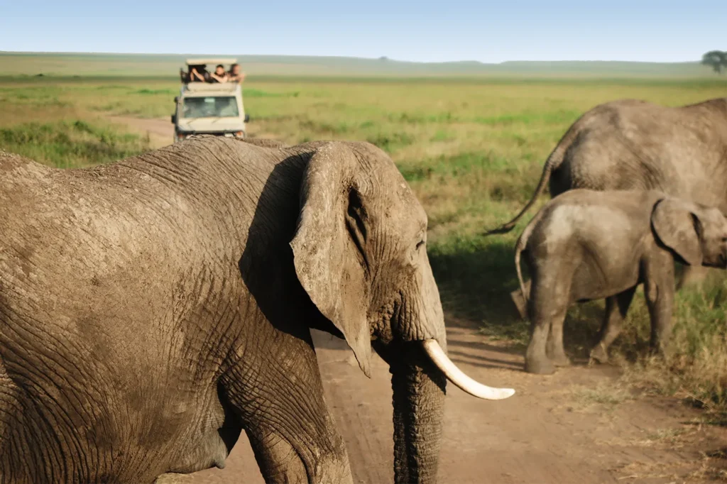 Tanzania Safari Tanzania Safari
