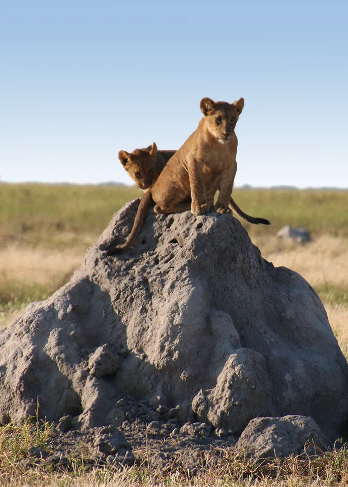 Tanzania Wildlife Safari