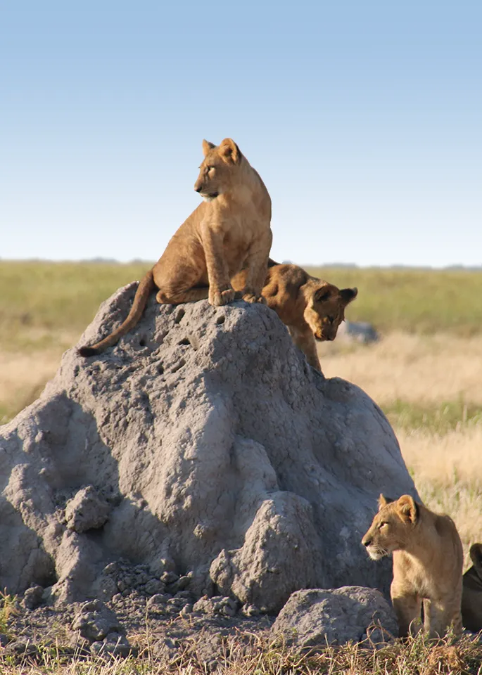 Tanzania Wildlife Safari