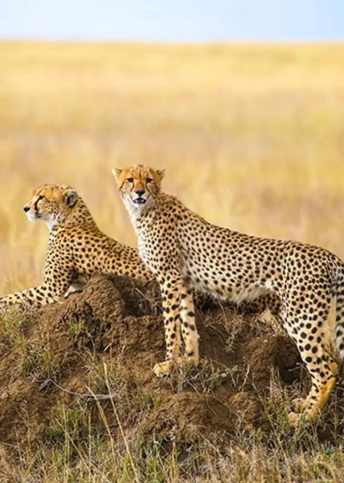 Serengeti Wildlife